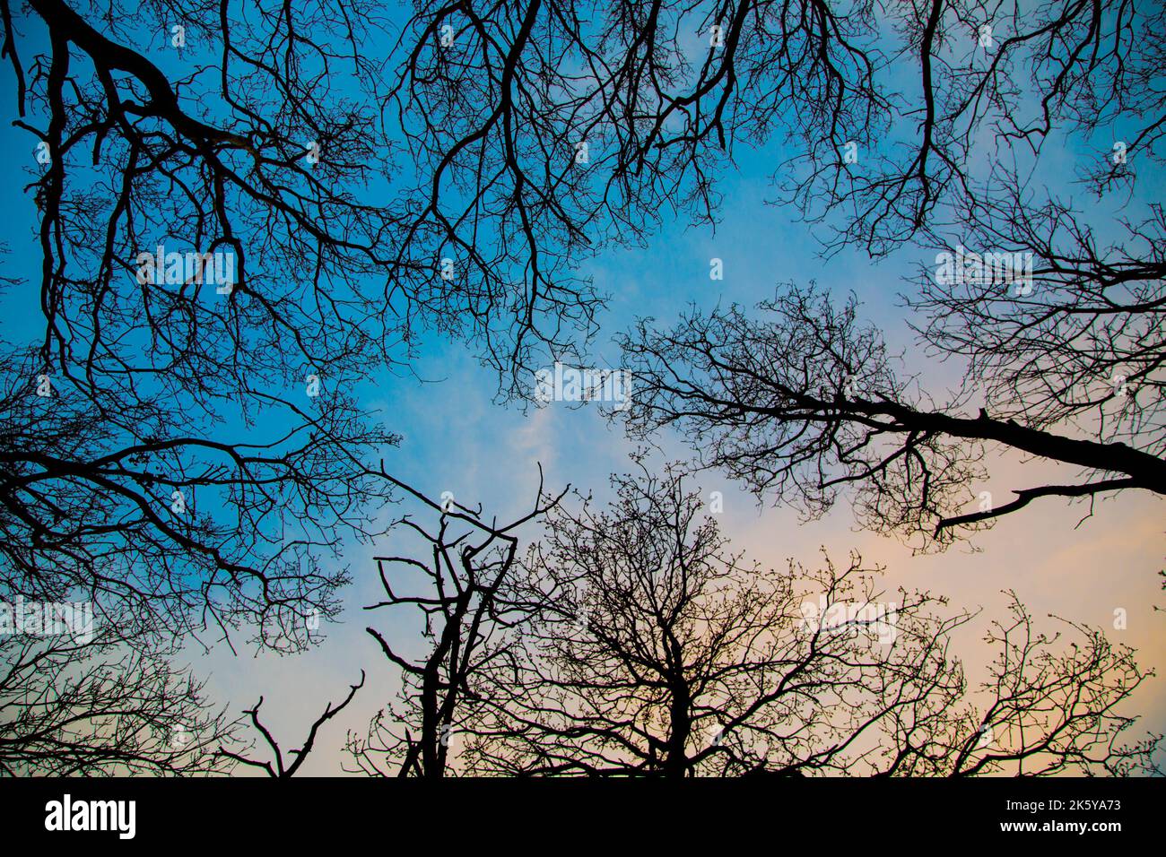 A low angle shot of silhouettes of trees under the sky Stock Photo - Alamy