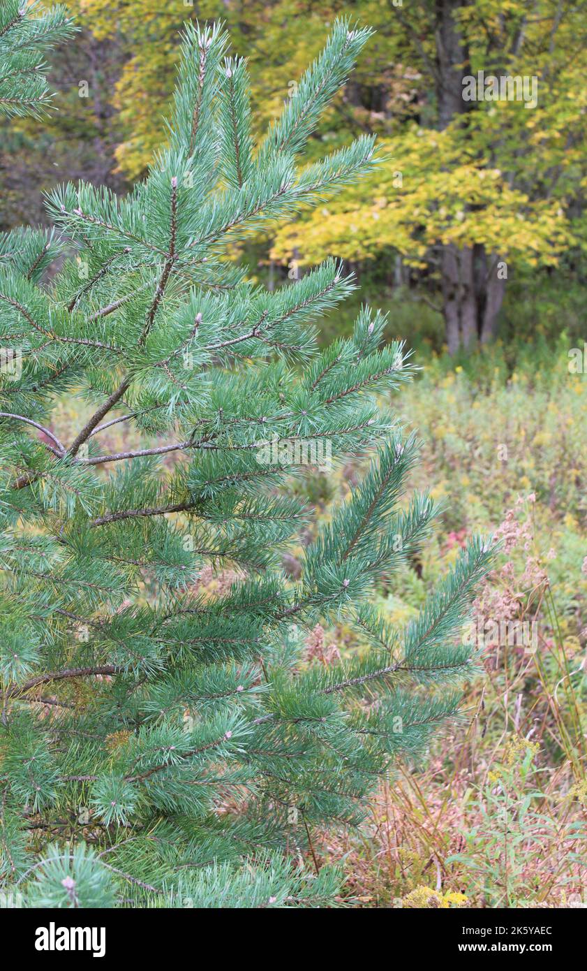 A Branch of a Scot's Pine Tree Stock Photo