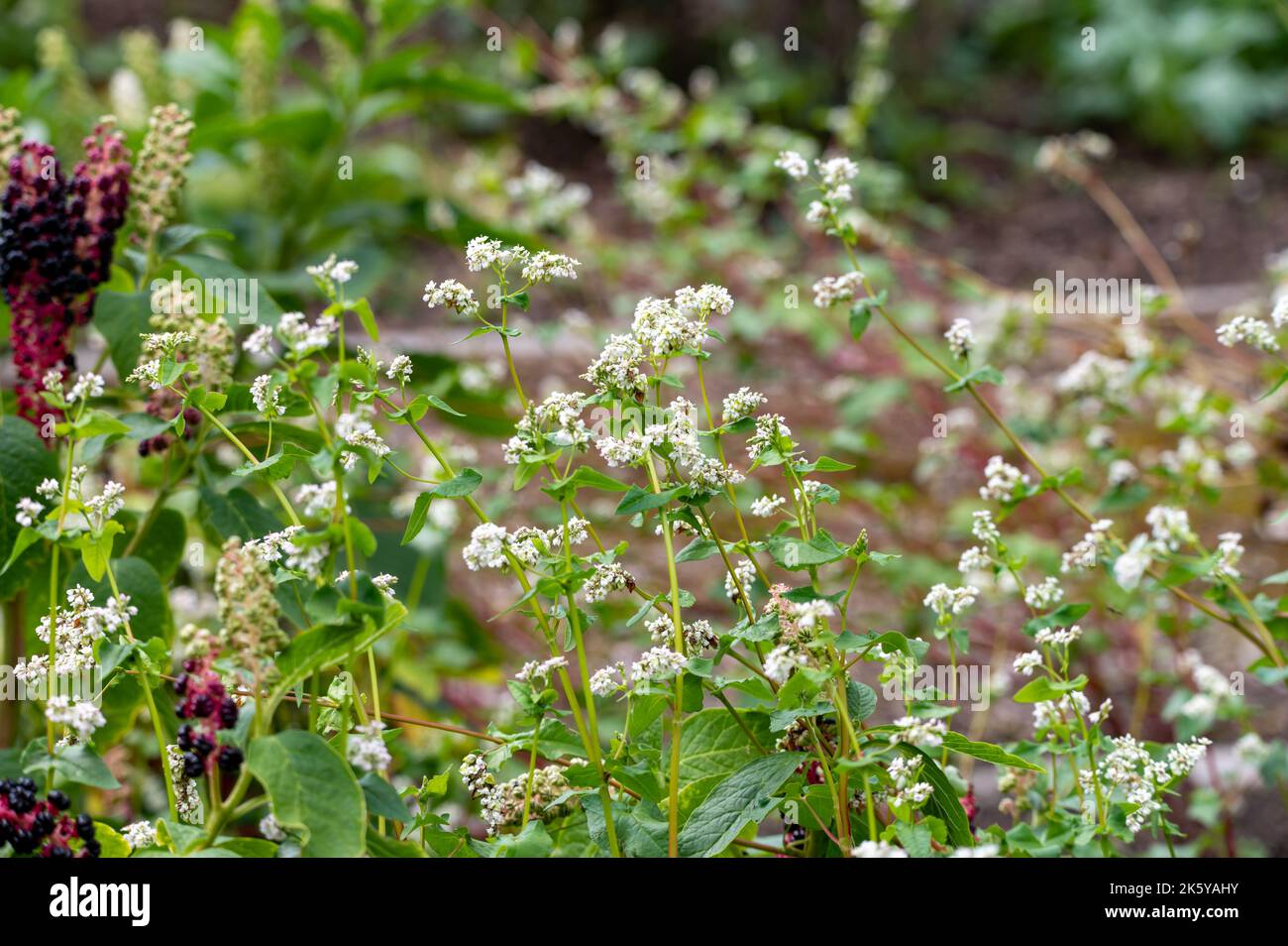 Summer blossom of fagopyrum esculentum or buckwheat edible plant