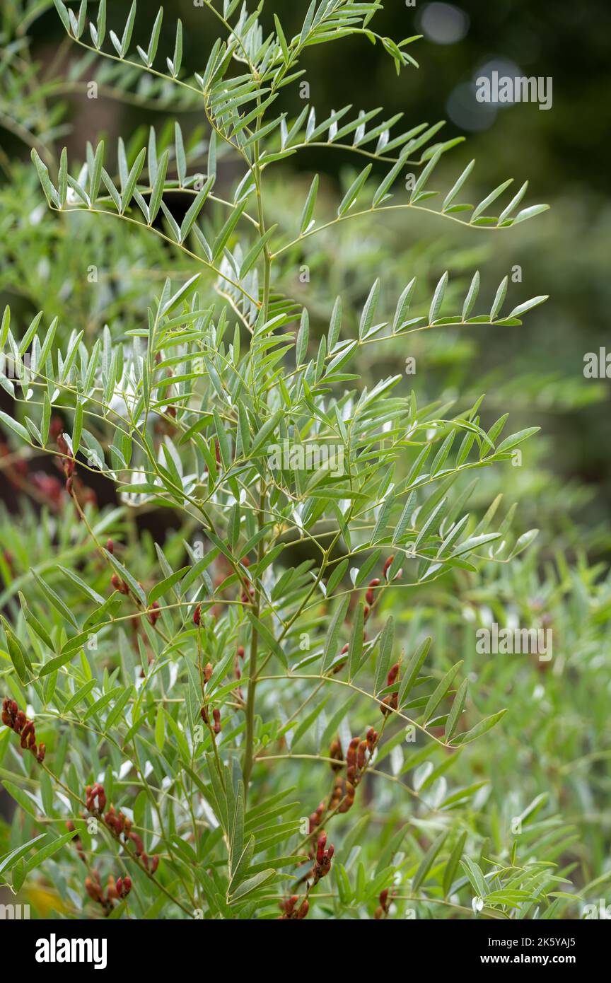 Botanical collection, Glycyrrhiza glabra or root liquorice medicinal