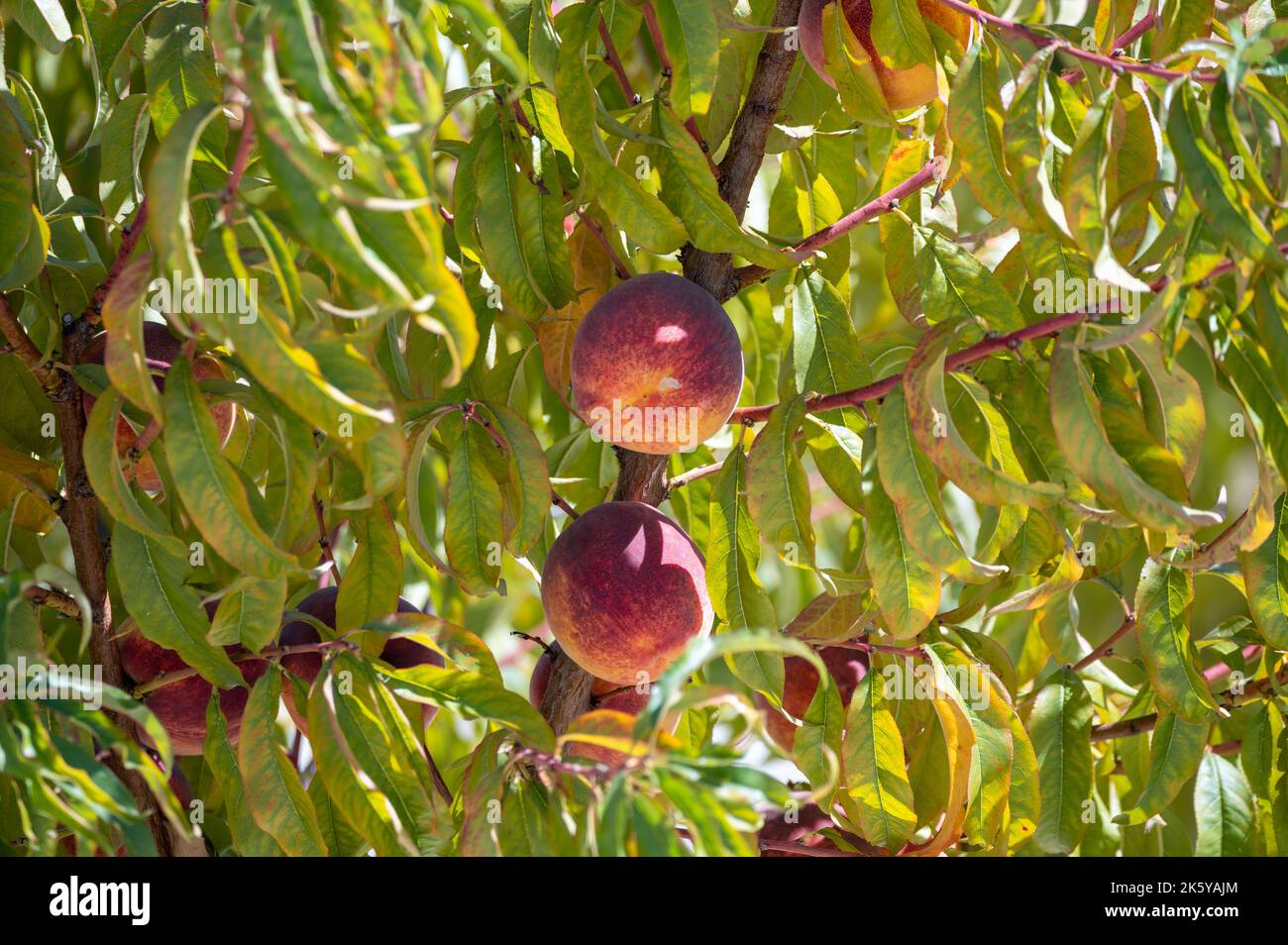 Fruit orchard on Cyprus with plantation of peach trees with big ripe