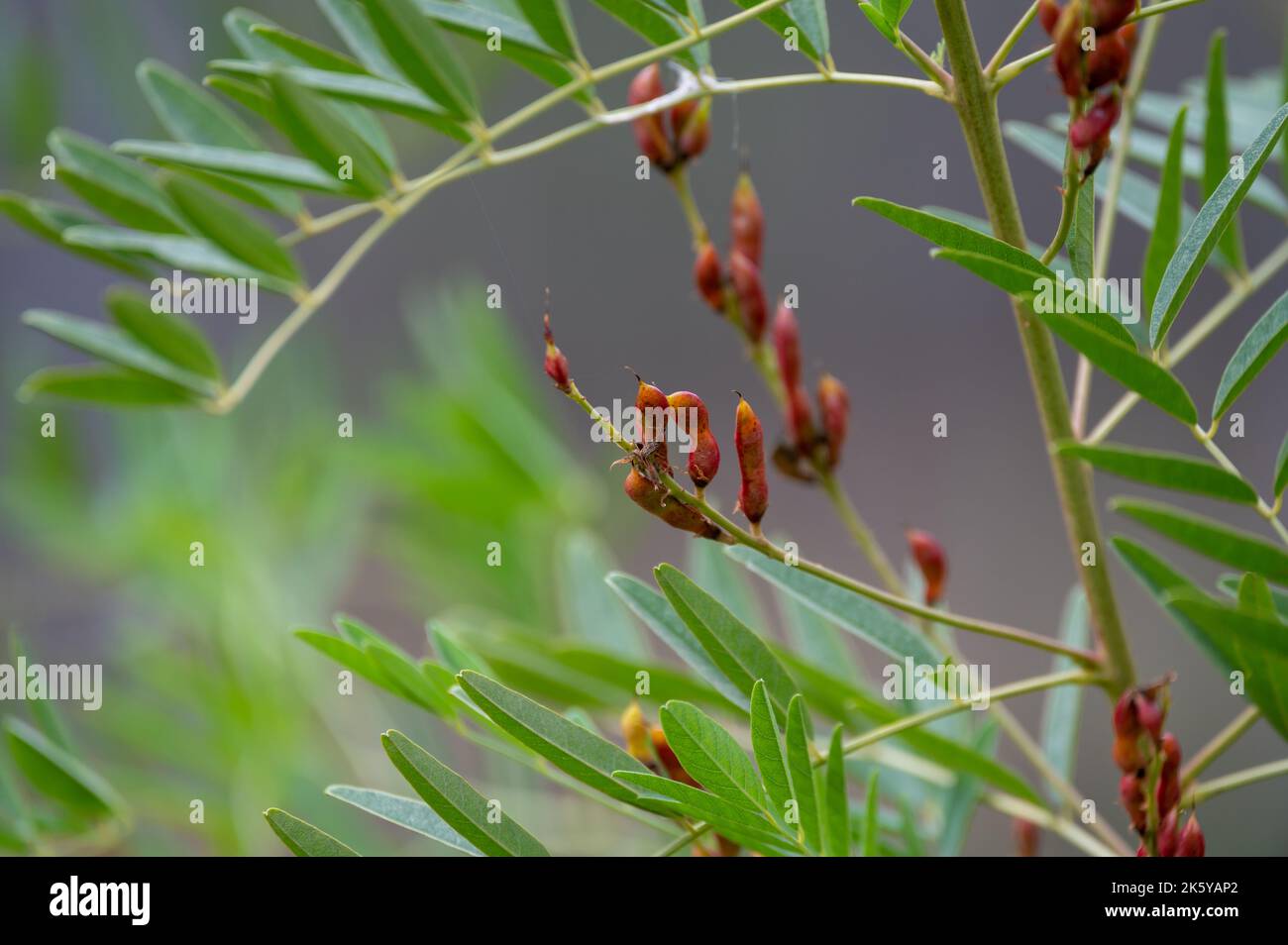 Botanical collection, Glycyrrhiza glabra or root liquorice medicinal
