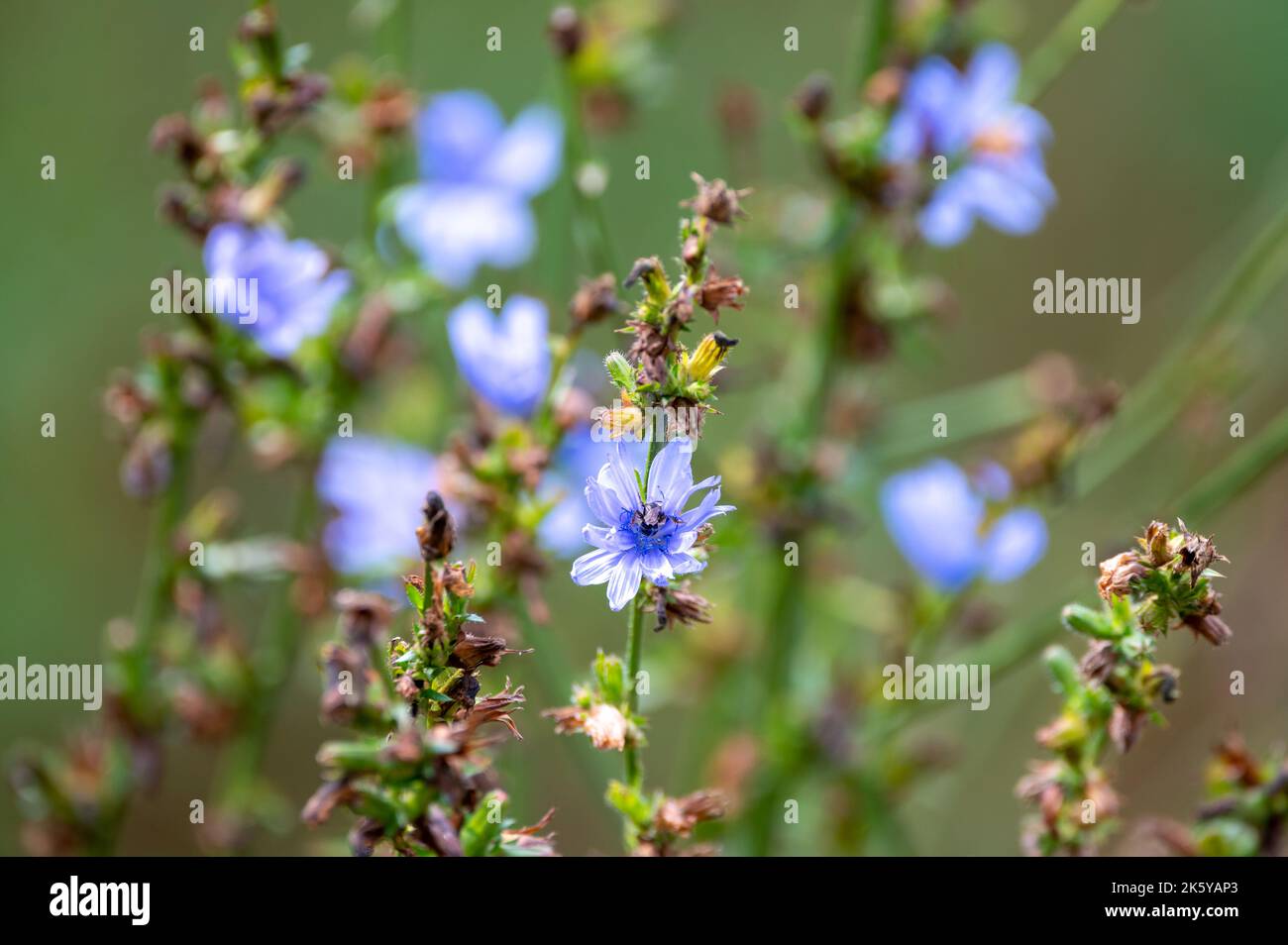Blue flowers of cichorium plants, family Asteraceae, growing in garden Stock Photo