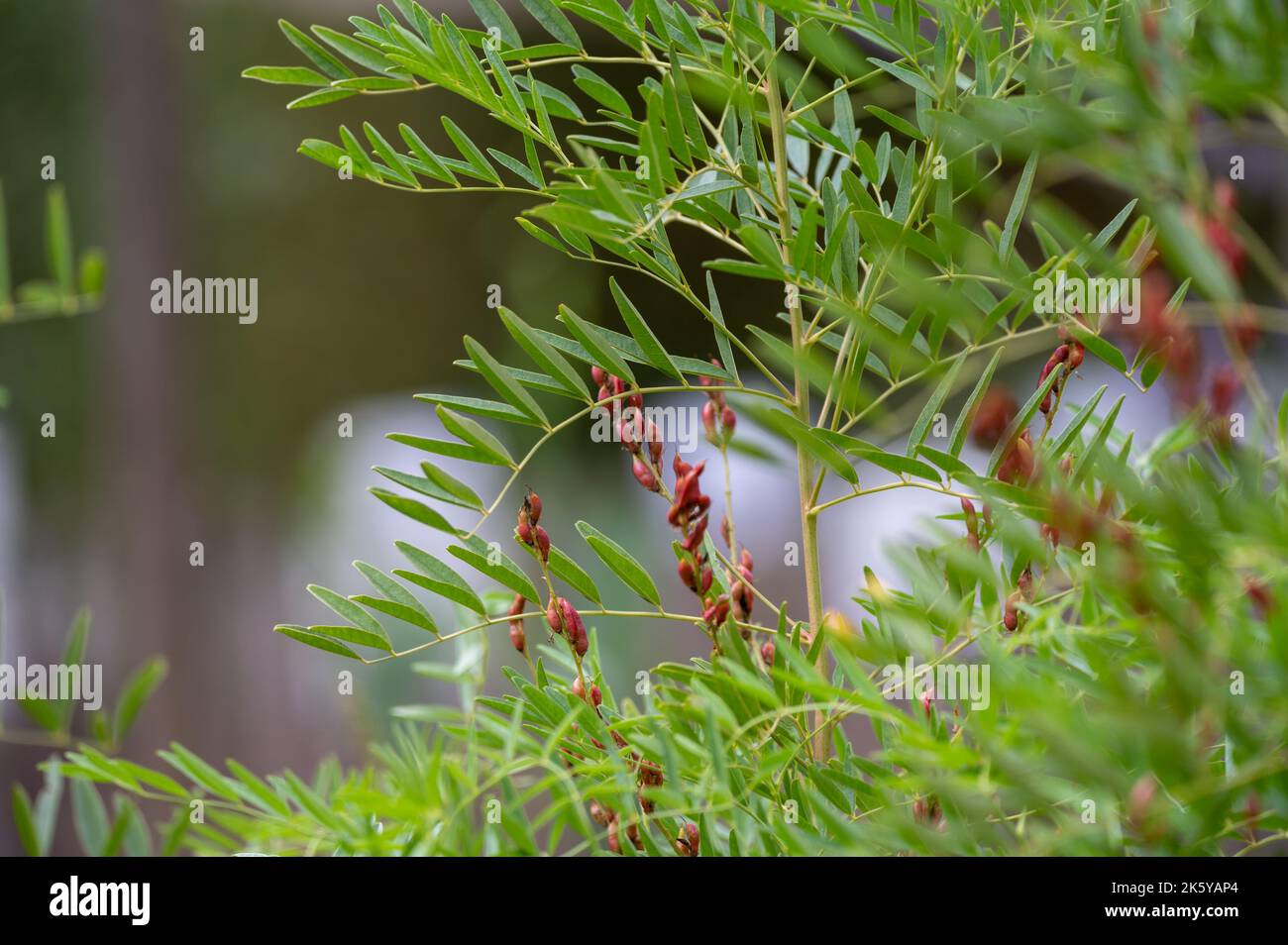Botanical collection, Glycyrrhiza glabra or root liquorice medicinal plant growing in garden in