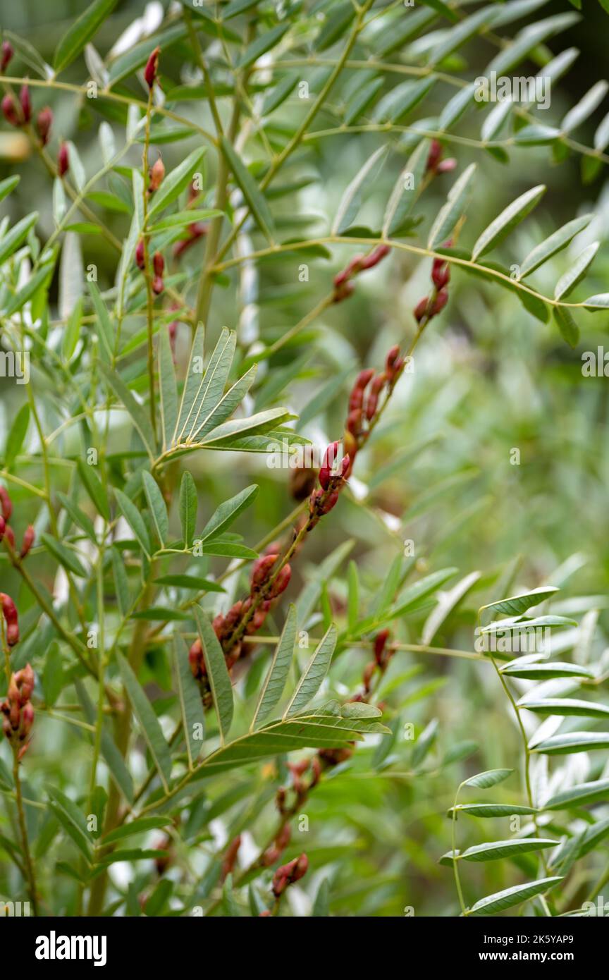Botanical collection, Glycyrrhiza glabra or root liquorice medicinal