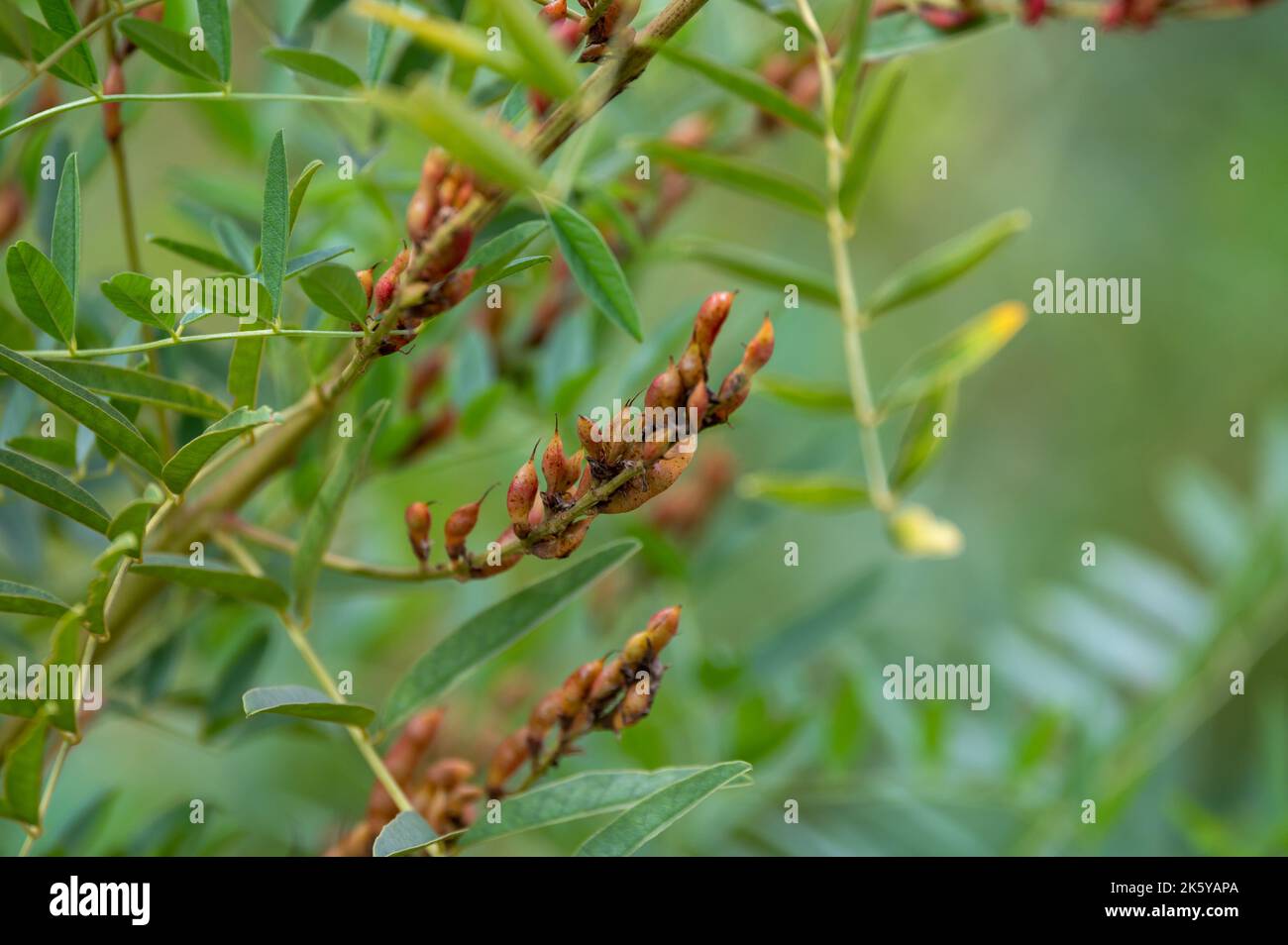 Botanical collection, Glycyrrhiza glabra or root liquorice medicinal