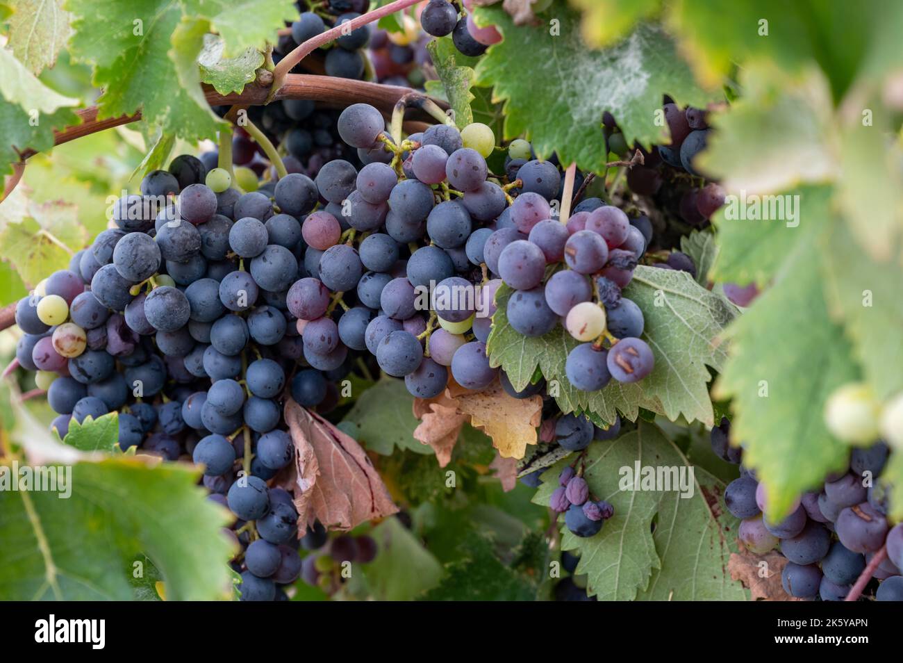 Wine production on Cyprus, ripe blue black purple wine grapes ready for