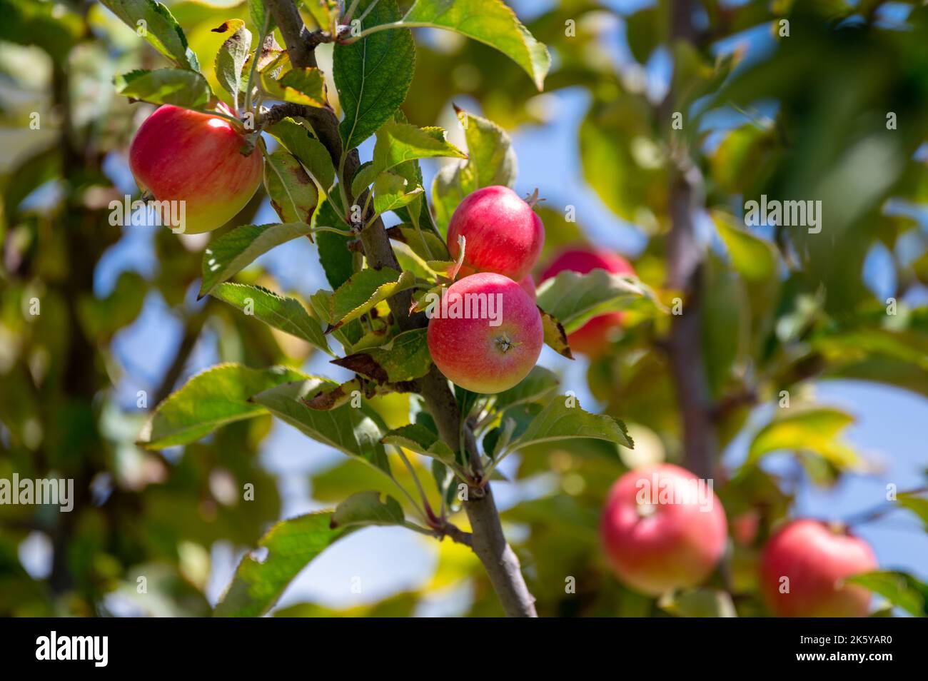 Fruit orchard on Cyprus with apple trees with small red fruits Stock Photo