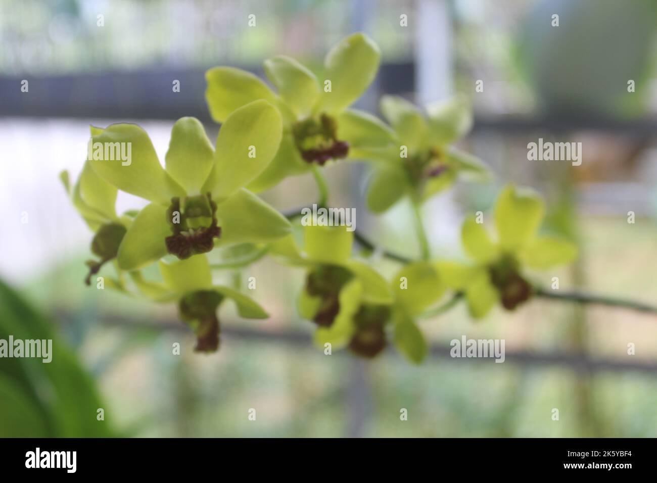 Selective focus of beautiful yellow Dendrobium orchid flower in garden on blurred background. Stock Photo