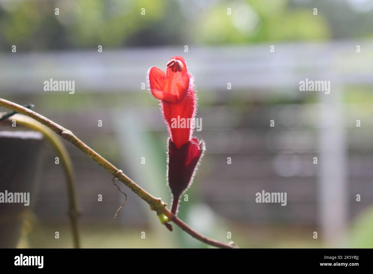 Close-up of beautiful red aeschynanthus flowers on blurred background. Latin name is Aeschynanthus poulcher. Aeschynanthus lipstick houseplant at home Stock Photo