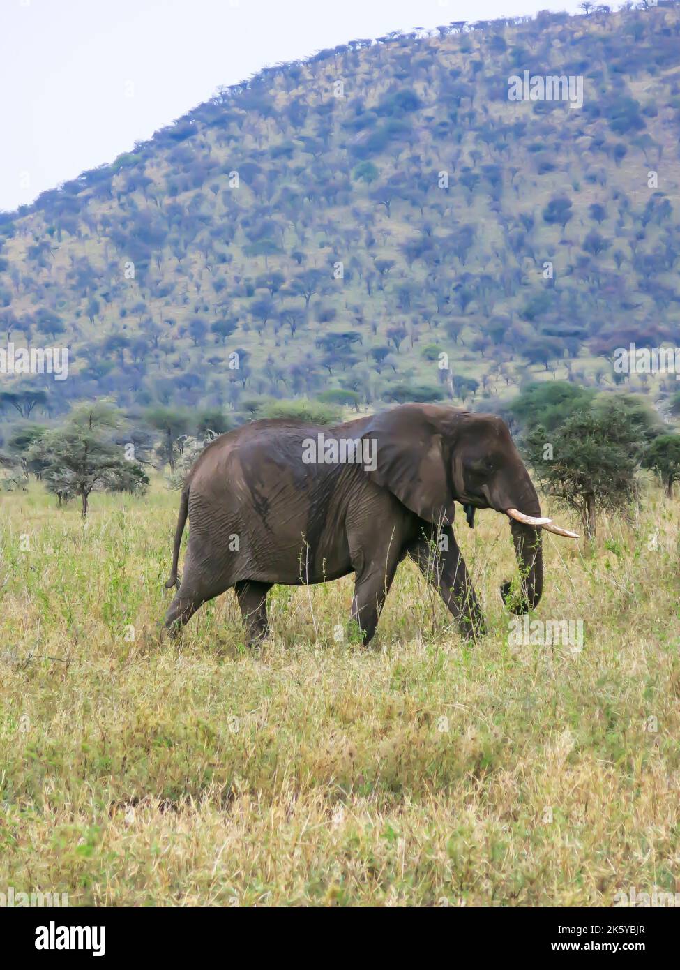 Elephant on the Move in Serengeti National Park Stock Photo