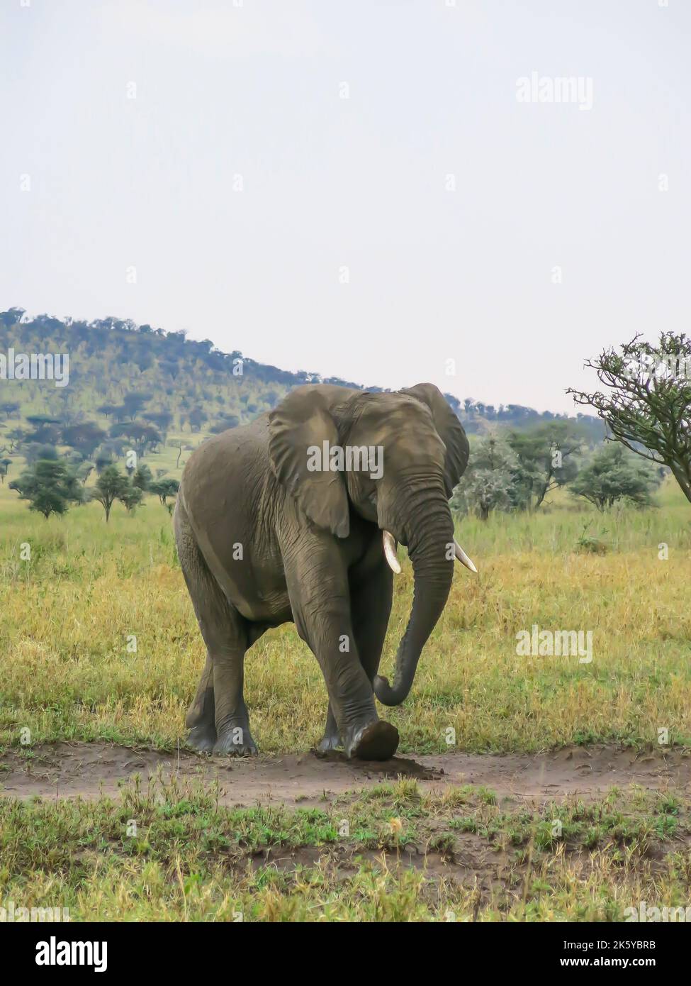 Elephant on the Move in Serengeti National Park Stock Photo