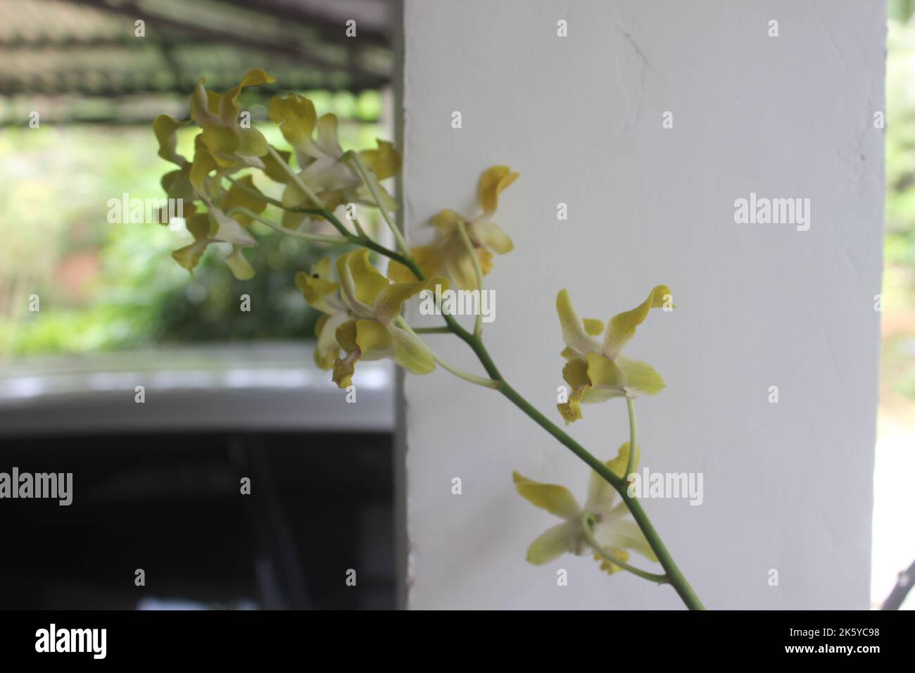 Selective focus of beautiful yellow Dendrobium orchid flower in garden