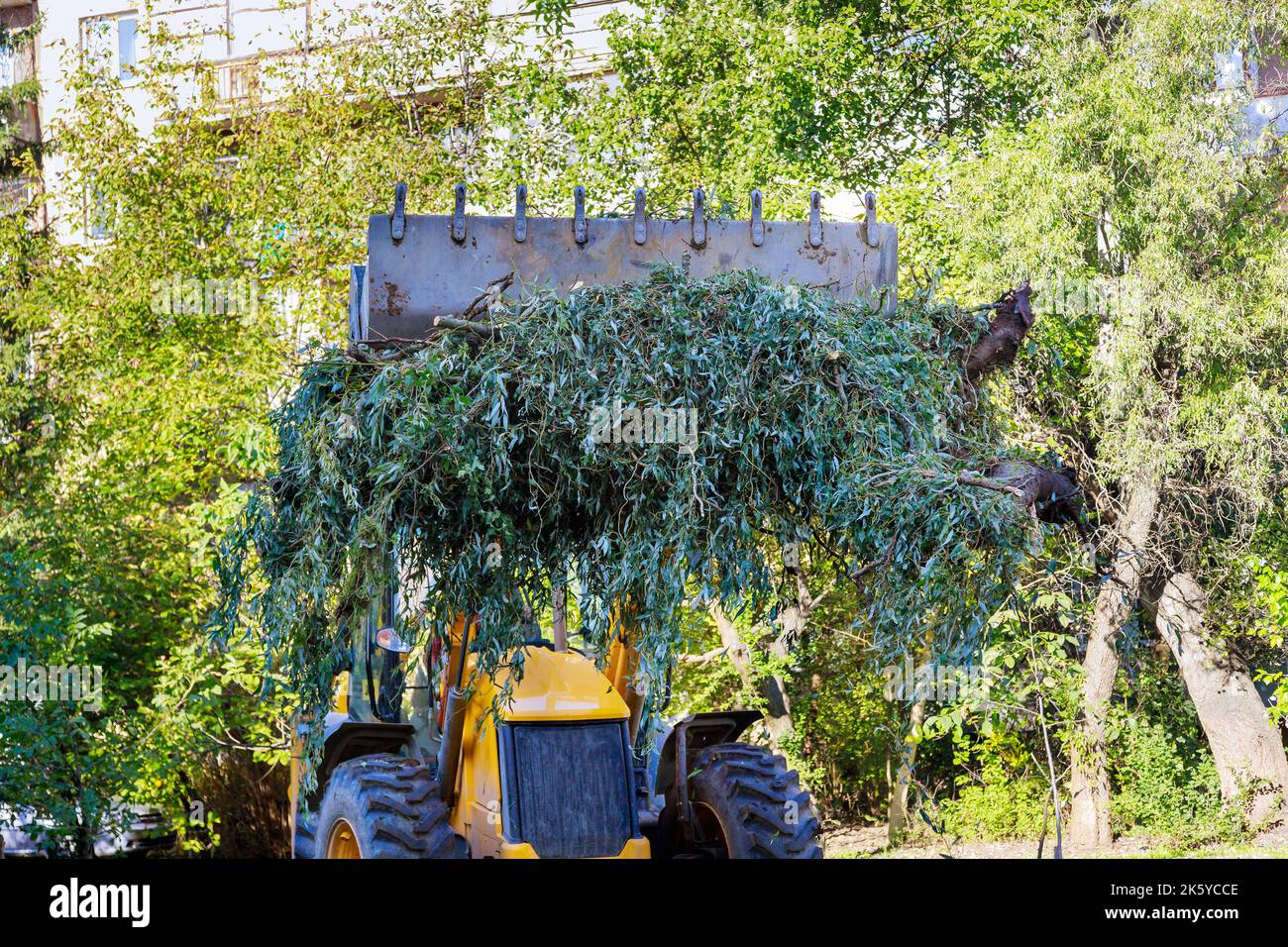Aftermath of hurricane tractor is used to remove broken branches from trees Stock Photo
