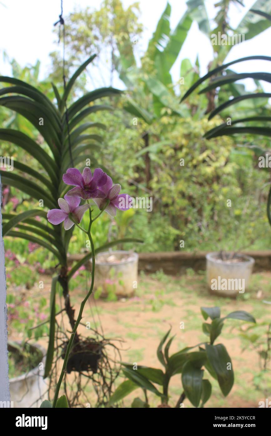 Selective focus of dendrobium larat orchid (bangkok fancy) in the garden. With the Latin name Dendrobium bigibbum or Dendrobium Phalaenopsis. Stock Photo
