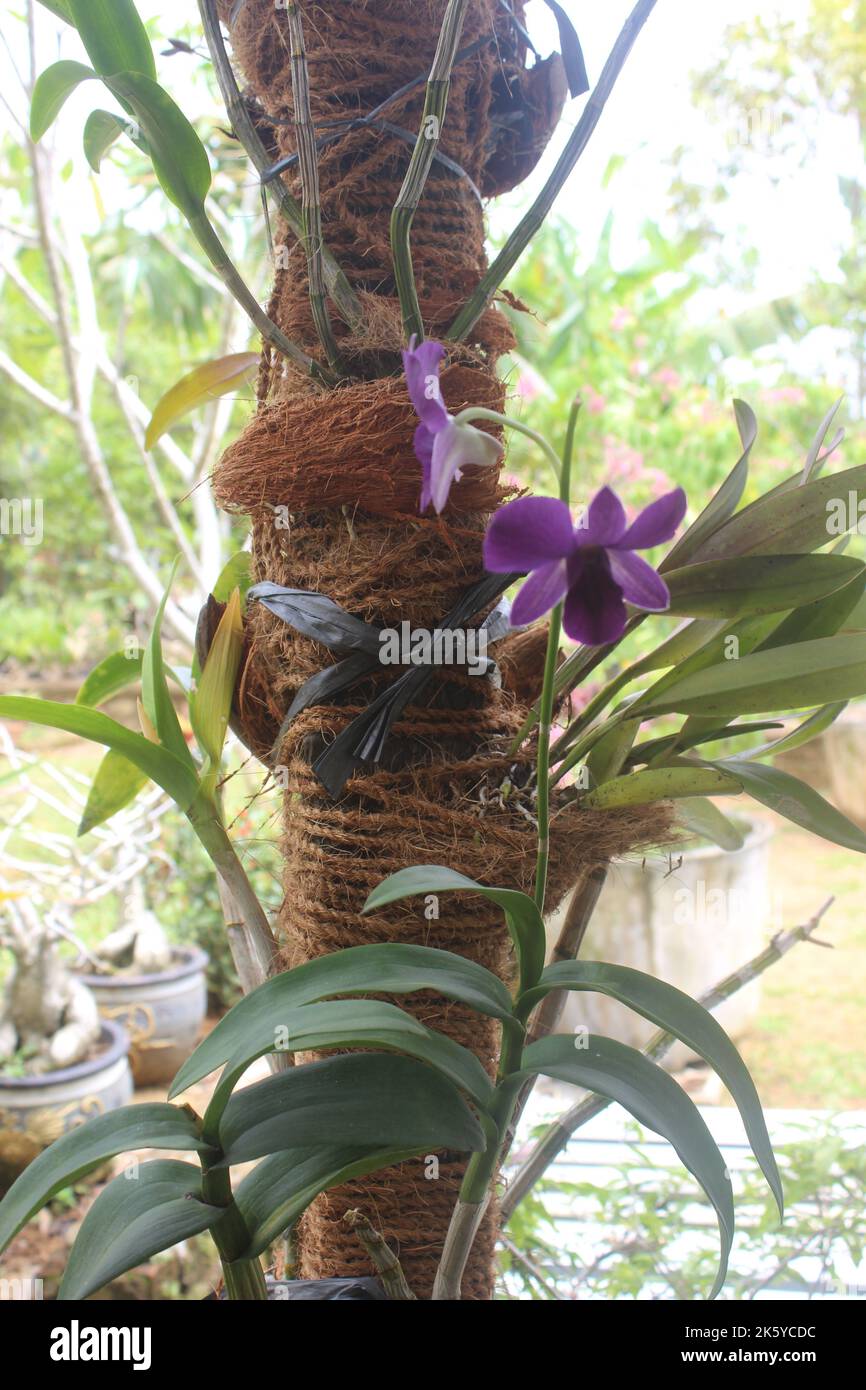 Selective focus of beautiful purple larat orchid flowers in the garden. With the Latin name Dendrobium bigibbum. Sakda Blue. Stock Photo