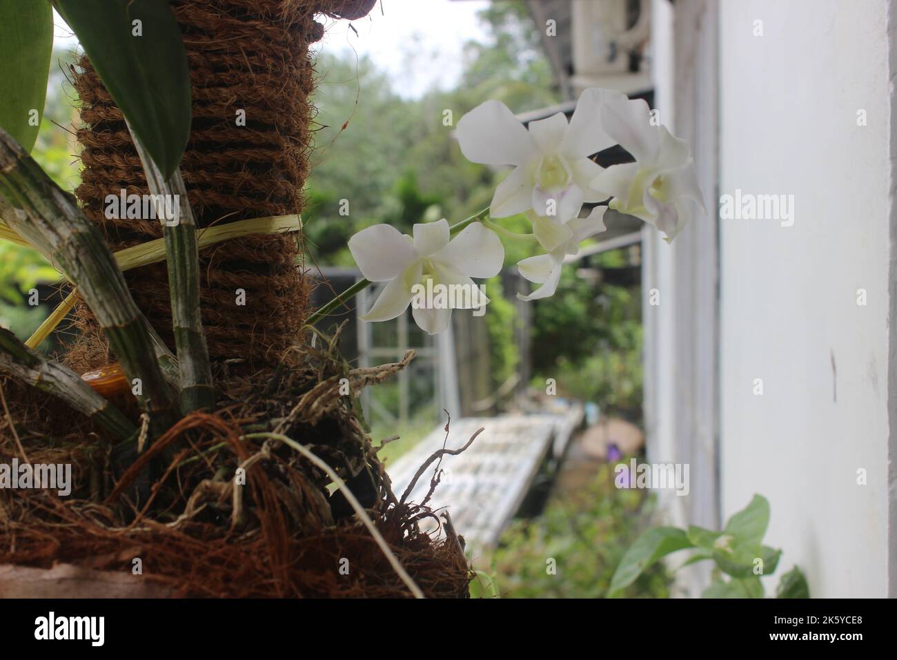Selective focus of beautiful white dendrobium nobile orchid flower in garden on blurred background. Stock Photo