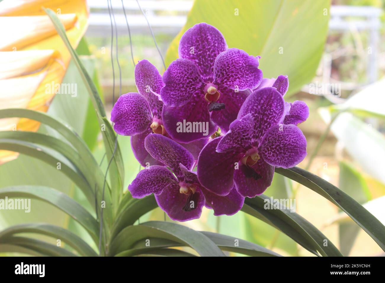 Selective focus of beautiful Vanda pure wax blue 'PLE' orchid flowers in the garden. Blurred background. Blue Vanda orchid. Stock Photo