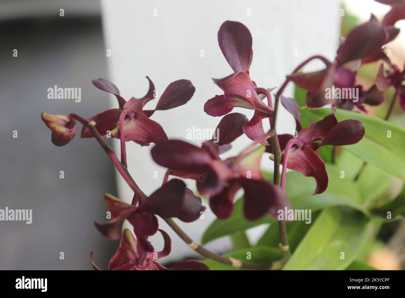 Selective focus of beautiful dendrobium orchid (Dendrobium sp.) flower in garden. Family: Orchidaceae. Stock Photo
