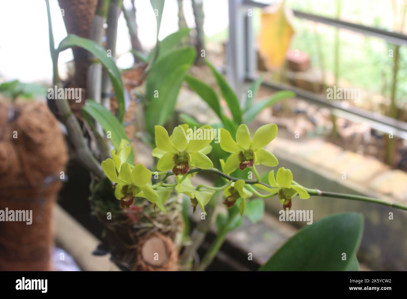 Selective focus of beautiful yellow Dendrobium orchid flower in garden on blurred background. Stock Photo