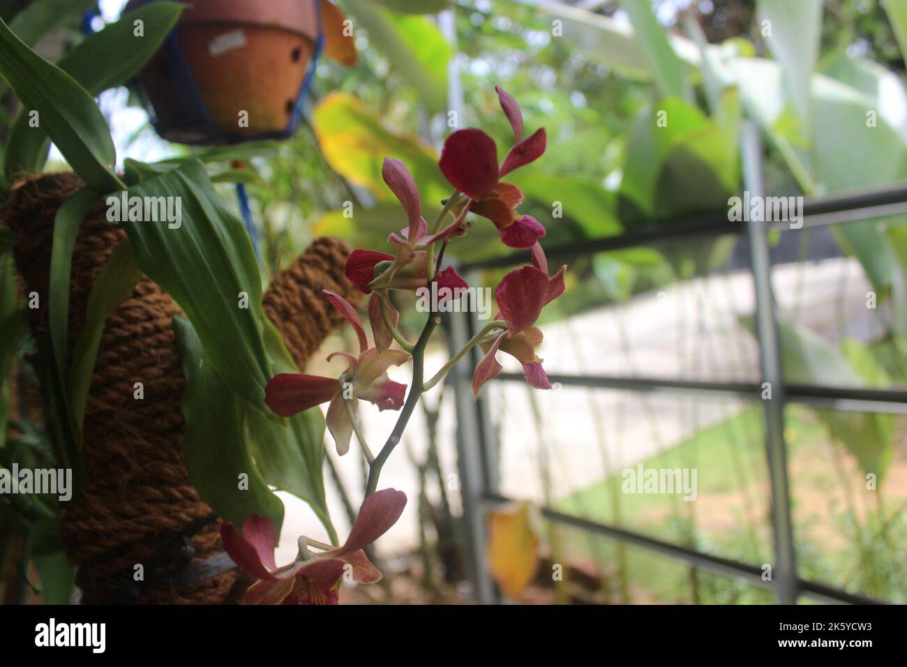Defocused photo of beautiful Dendrobium Sampran Red Orchids Flower blooming in the garden. Stock Photo