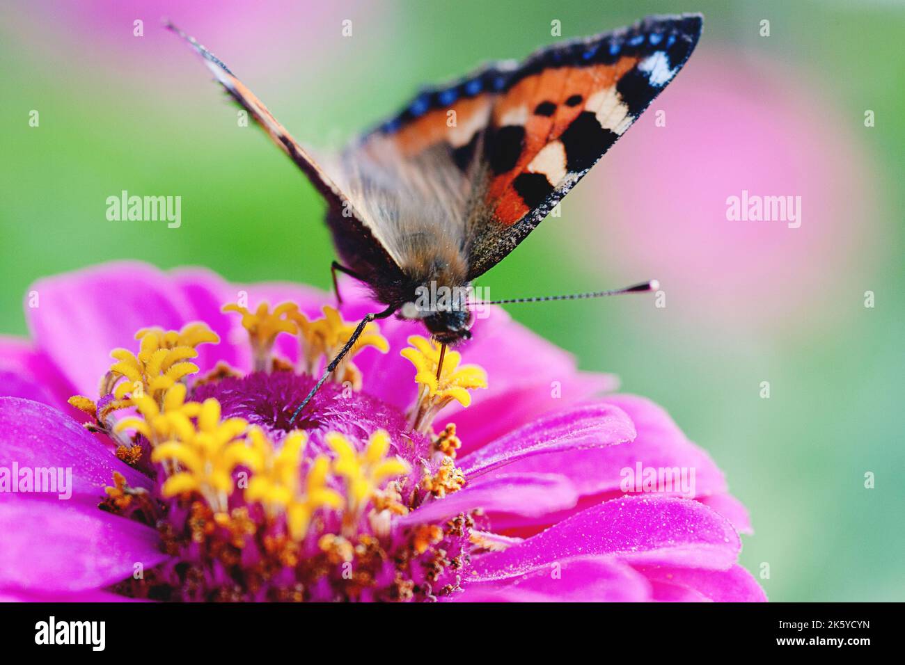 Butterfly foraging in the garden, Tortoiseshell butterfly - Aglais urticae, Nymphalis urticae closeup Stock Photo