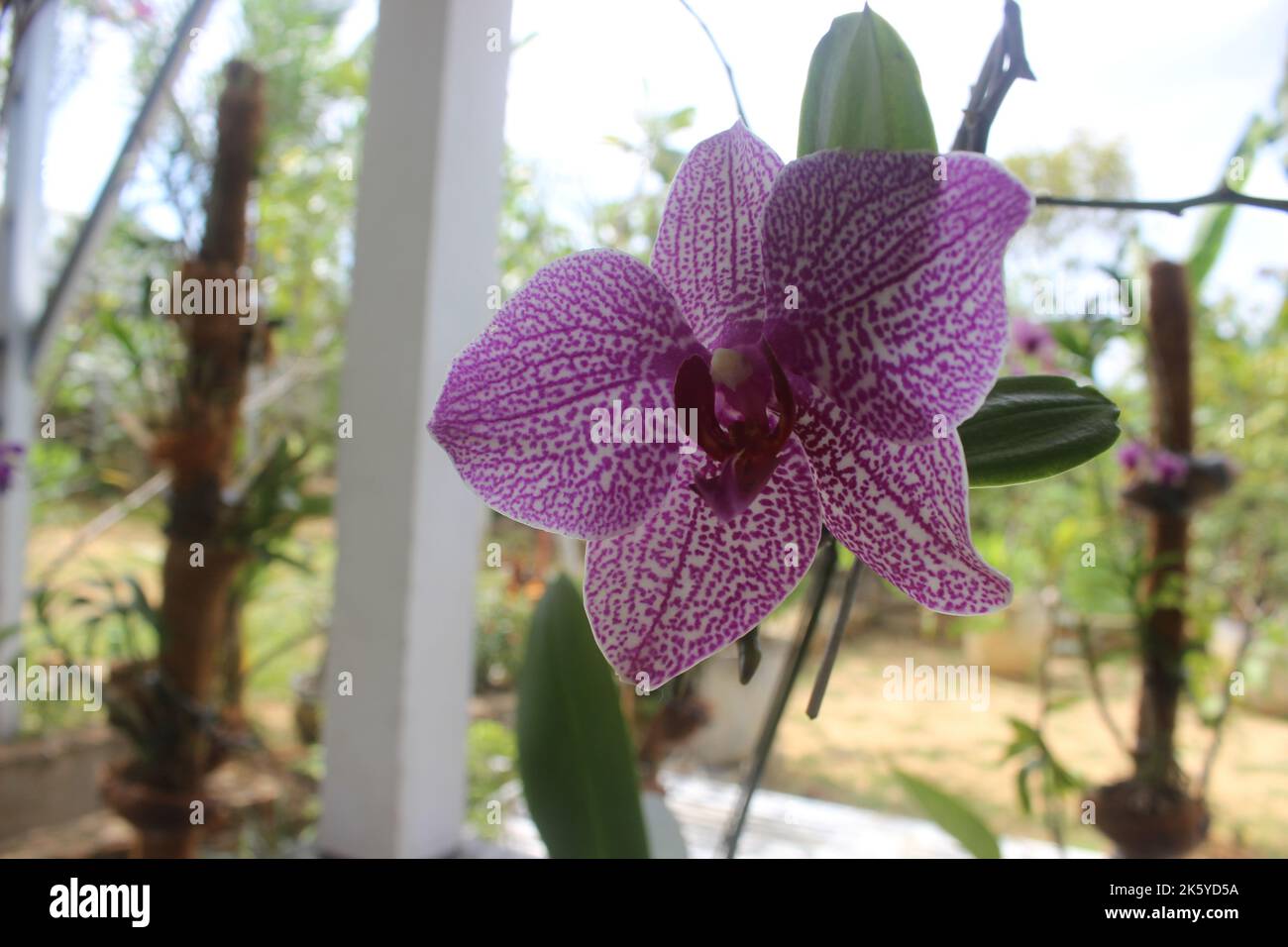 Selective focus of pink Doritaenopsis (Phalaenopsis) orchids in the garden. With a blurred background. Use of natural backgrounds. Stock Photo