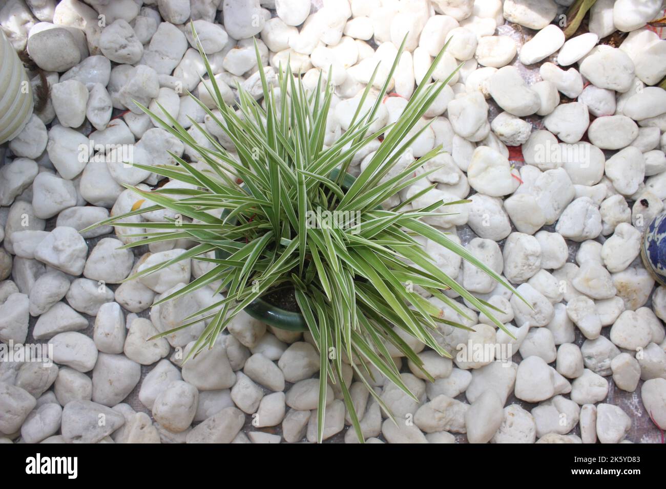 The beauty of paris lily ornamental plant on a white stone background. Selective focus. Nature Background. Stock Photo