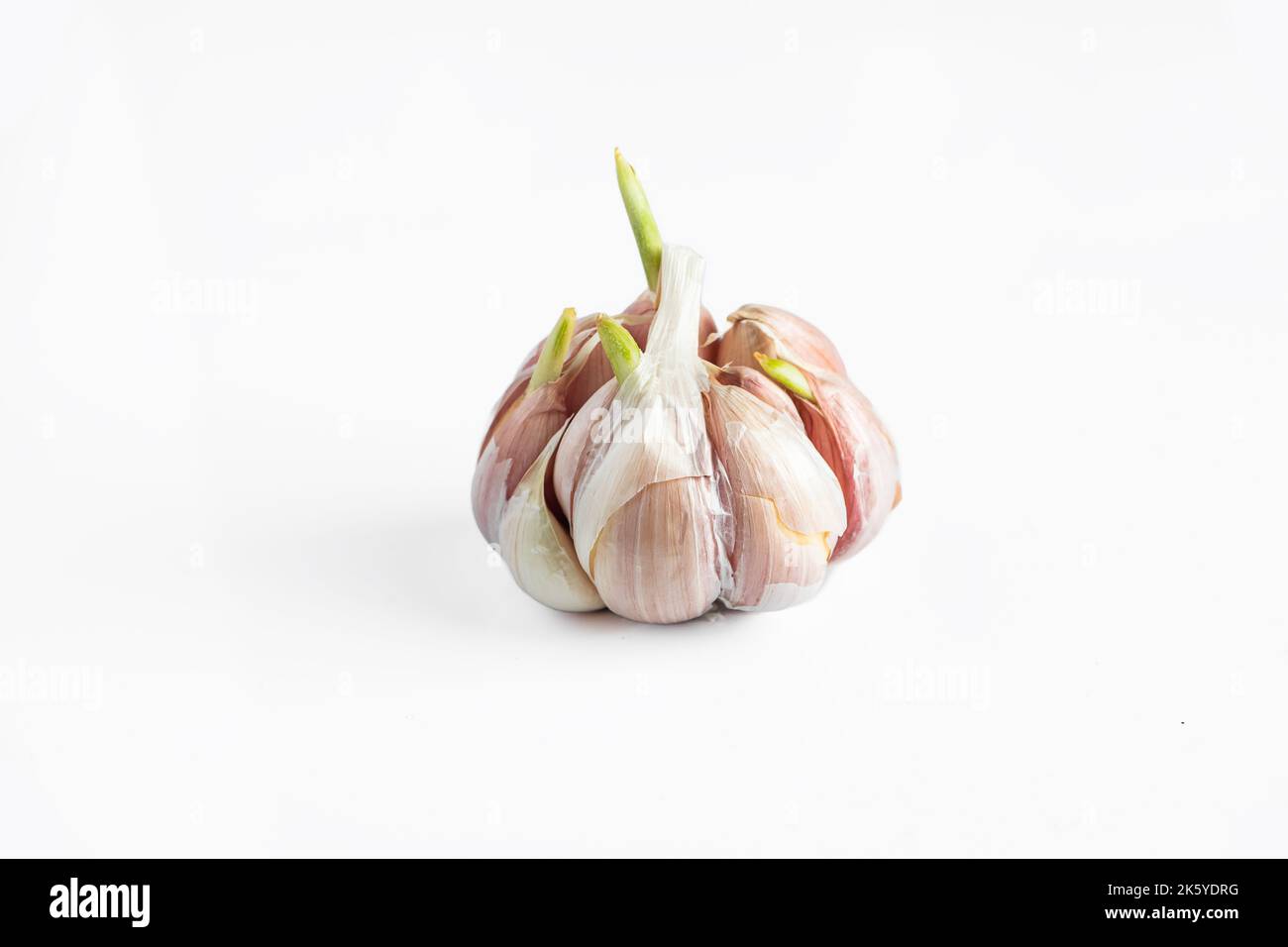 Sprouted head of garlic on white background. Garlic bulb cloves with
