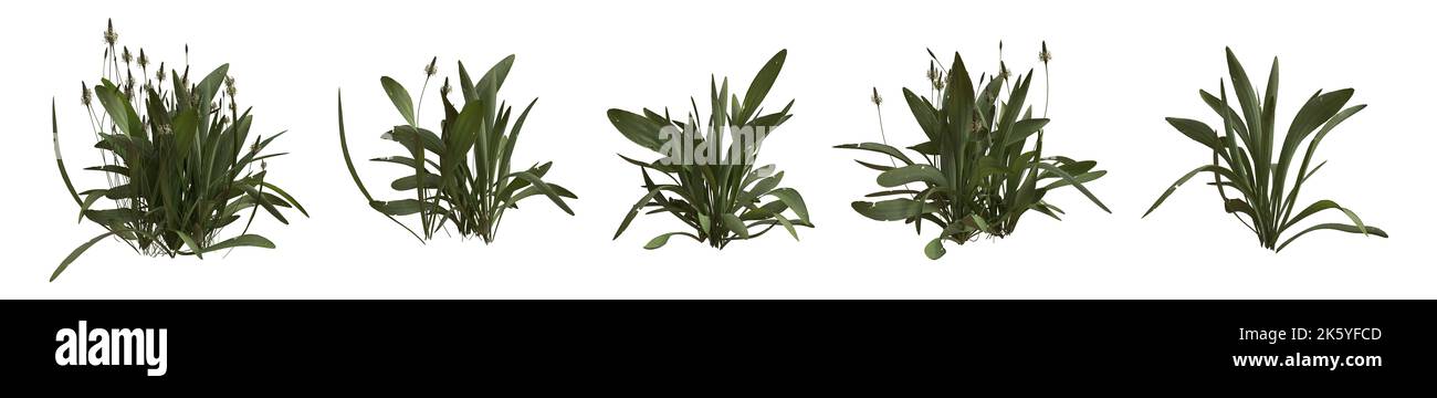 Set of weeds bushes isolated on white. Ribwort plantain. Plantago lanceolata. 3D illustration Stock Photo