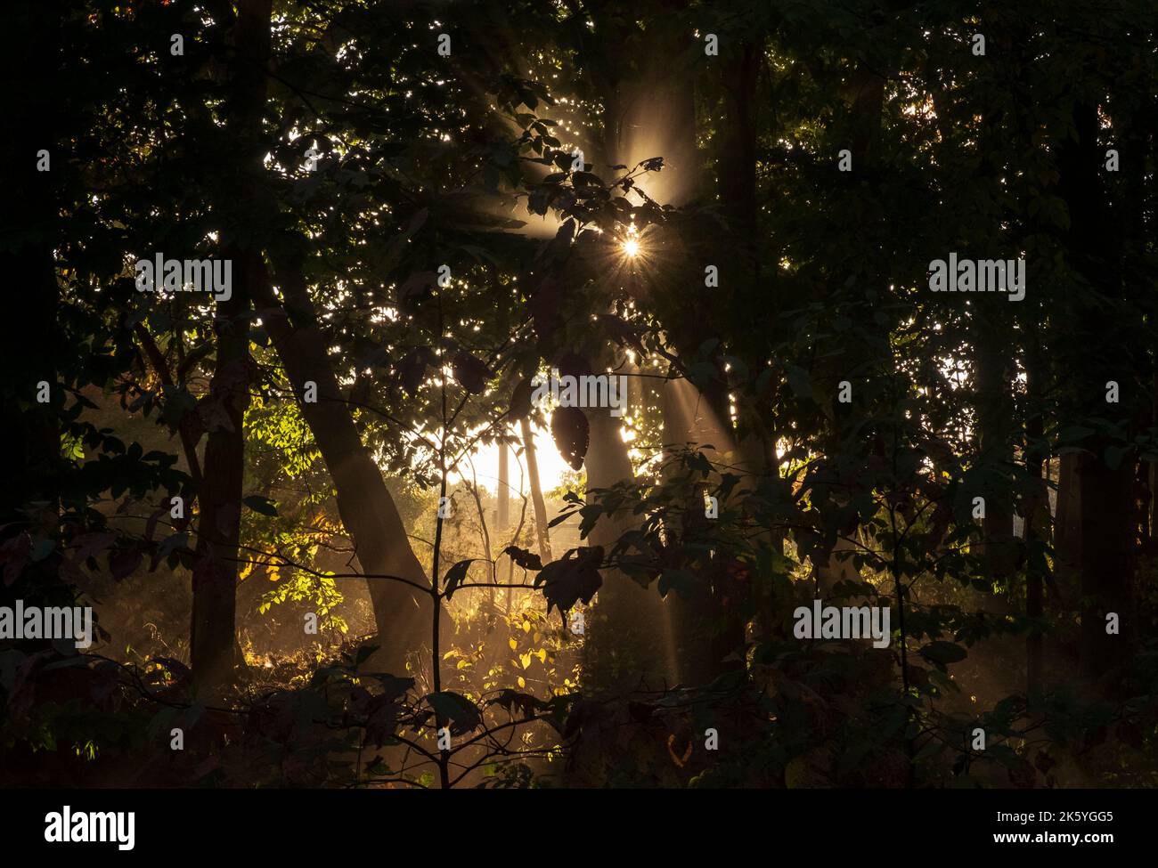 Sunlight bursting through trees, Fern Cliff Nature Preserve, Putnam County, Indiana, USA Stock Photo