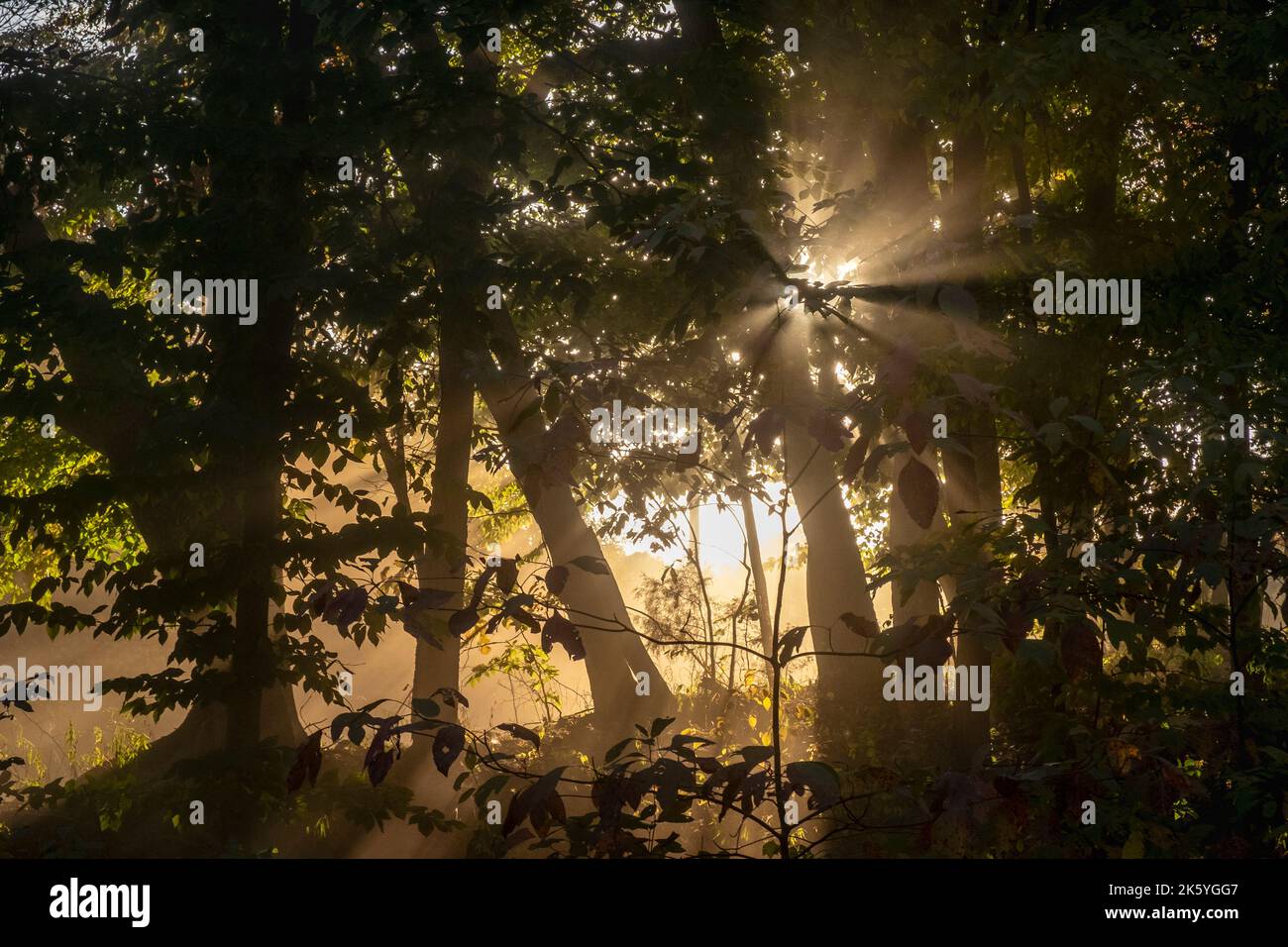 Sunlight bursting through trees, Fern Cliff Nature Preserve, Putnam County, Indiana, USA Stock Photo