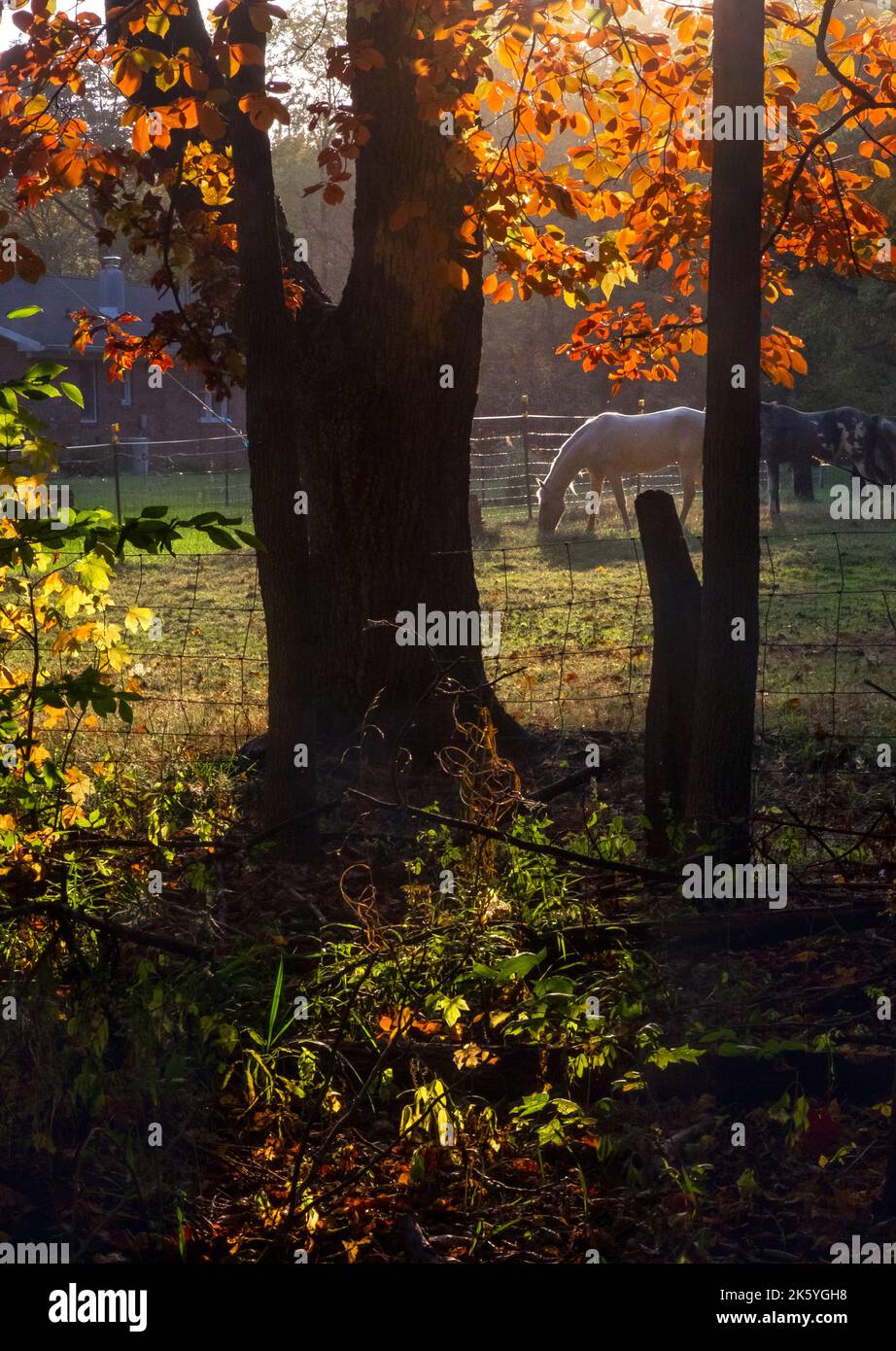 Farm horses, red October autumn leaves, American Midwest Stock Photo