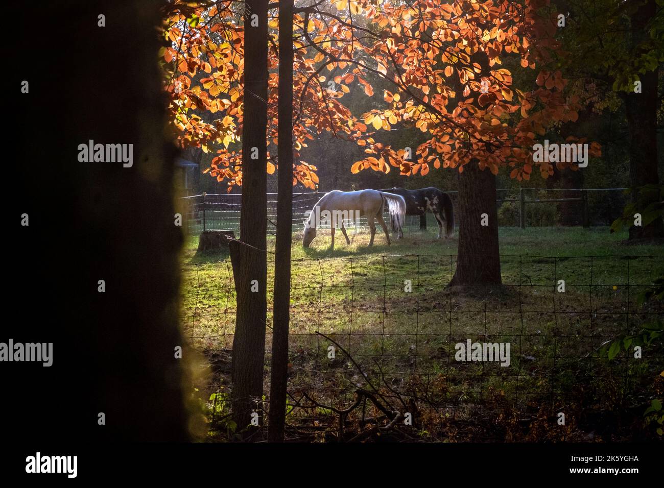 Farm horses, red October autumn leaves, American Midwest Stock Photo