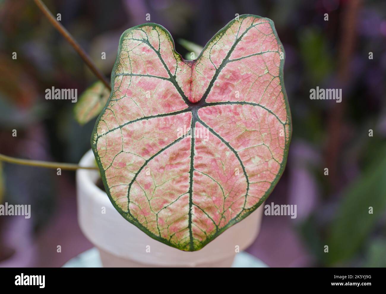 Close up of a light pink, white and green veined Caladium leaf Stock Photo