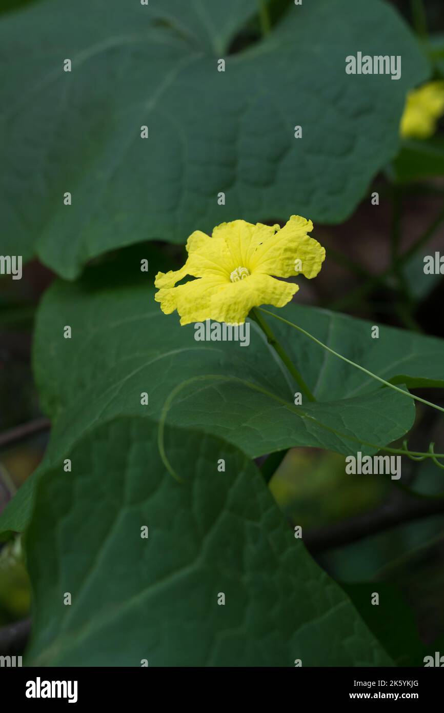 angled luffa plant flower, luffa acutangula, also known as ridged gourd or chinese okra, tropical climbing herb blossom on natural garden background Stock Photo