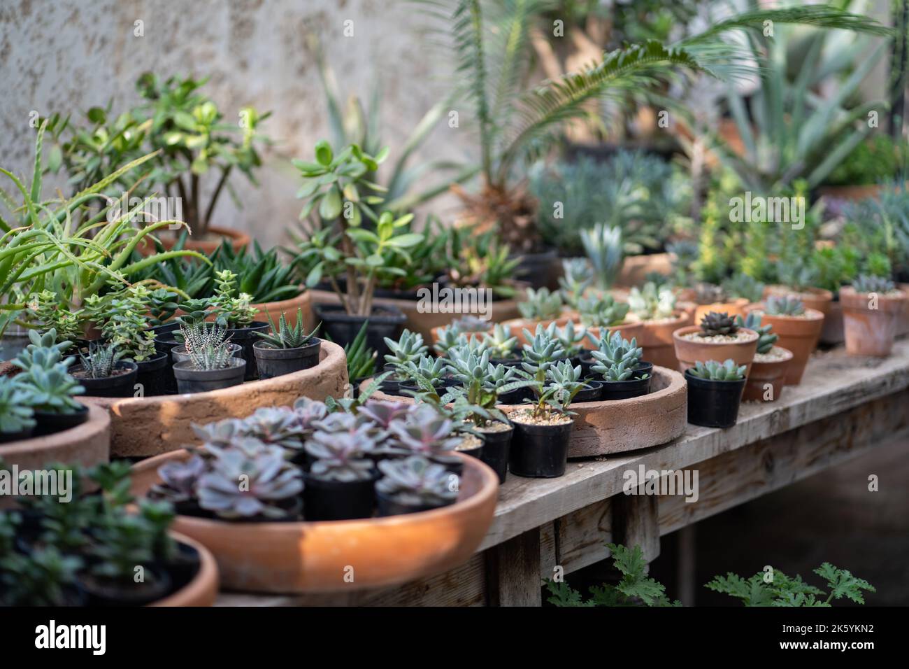 Cozy plant store with planter pots on wooden showcase. Home floral design studio. Small business. Stock Photo