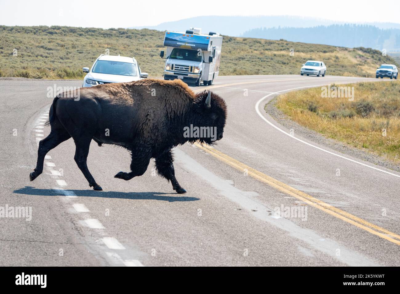 Yellowstone National Park, Wyoming, USA.   Bison walking across a highway in Yellowstone. Stock Photo