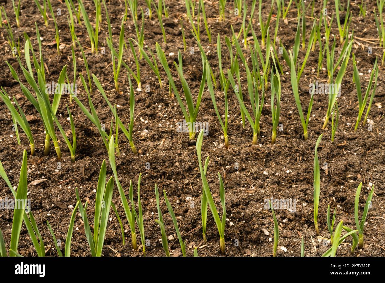 Garlic seedling in early spring season in garden planted in fall Stock ...