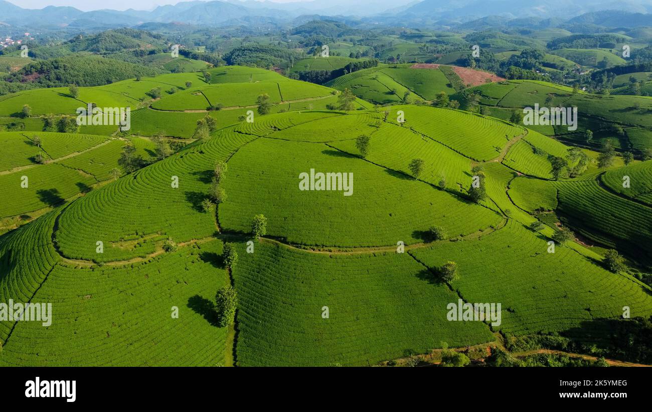 Beautiful tea hills, Farmers collecting tea agricultural fields at Long