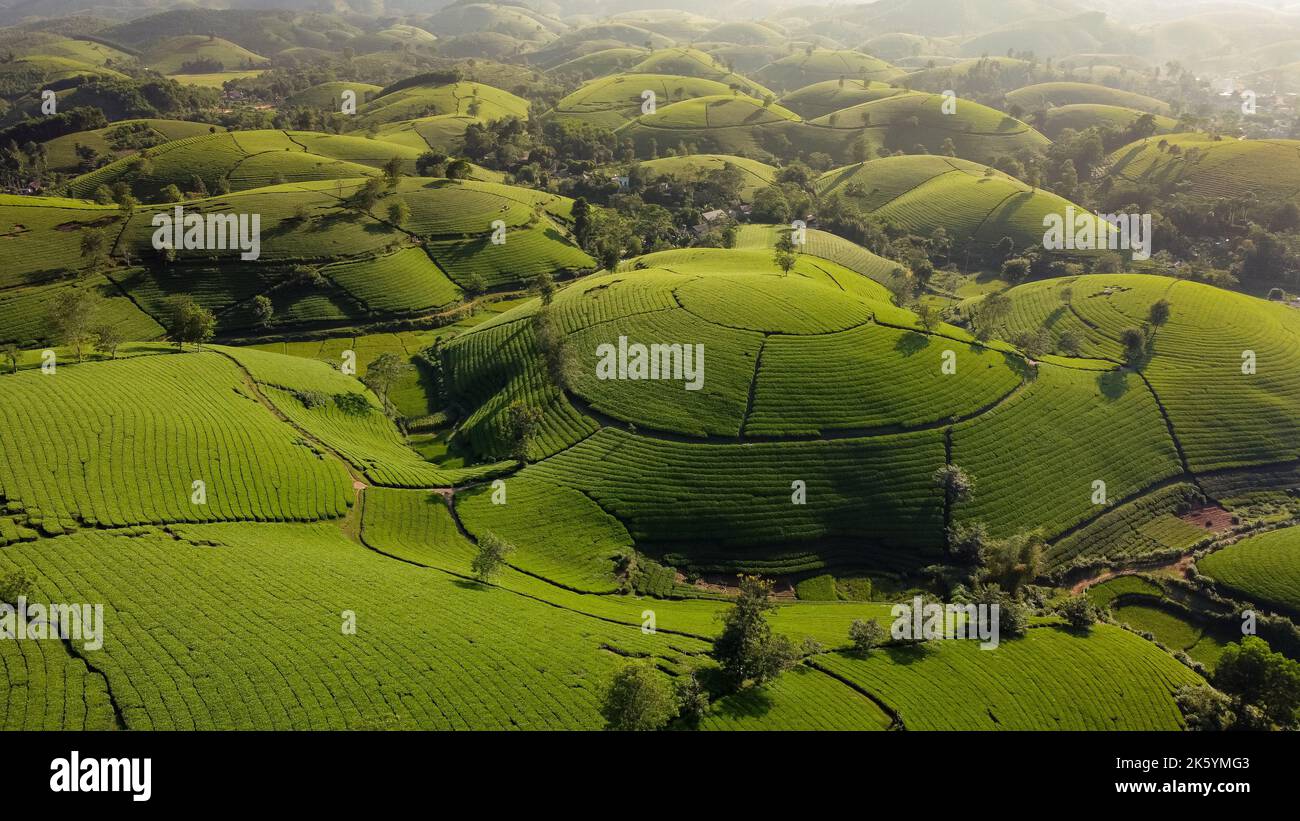 Beautiful tea hills, Farmers collecting tea agricultural fields at Long