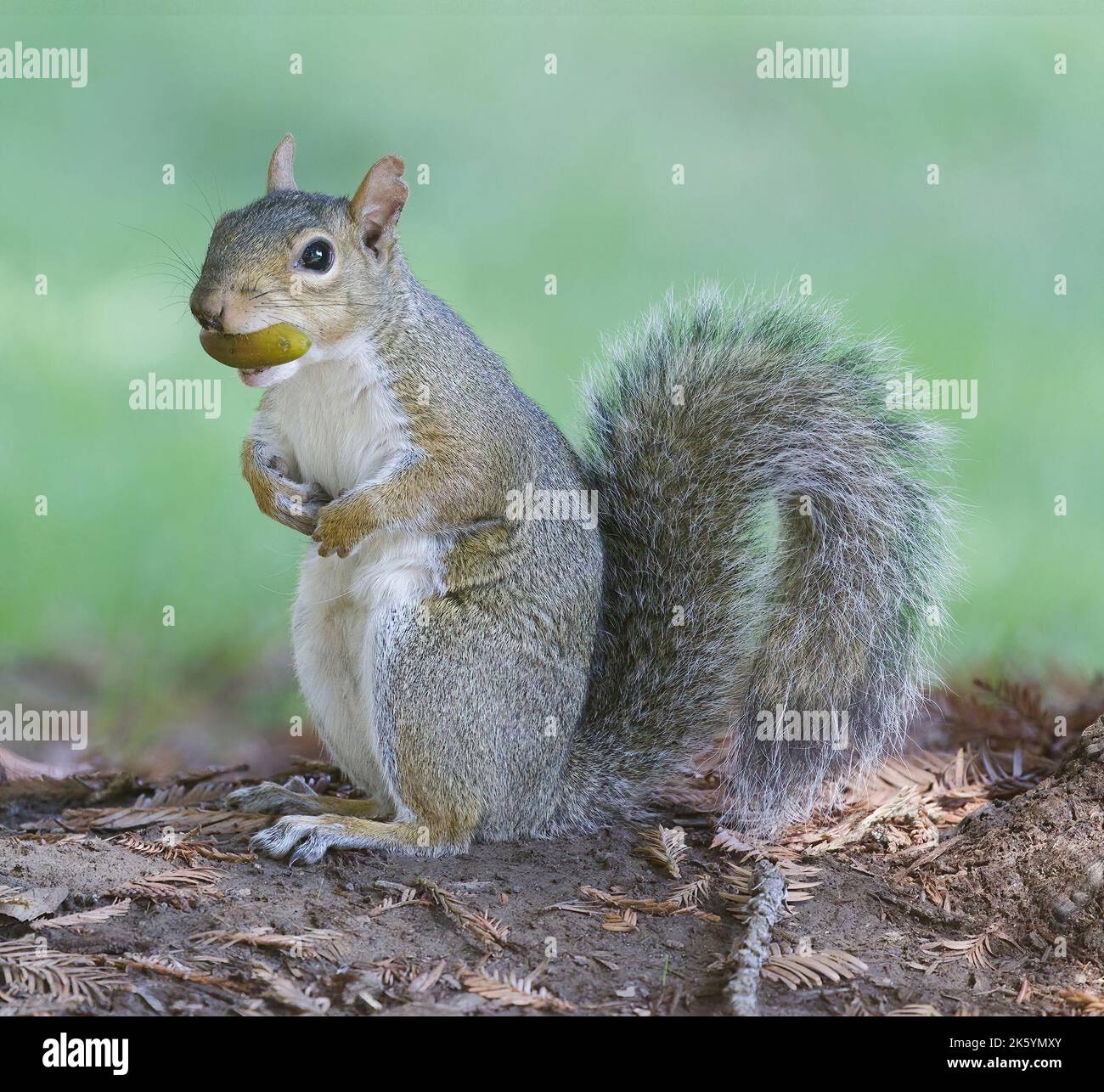 Eastern Gray Squirrel with Acorn in Northern California. Stock Photo