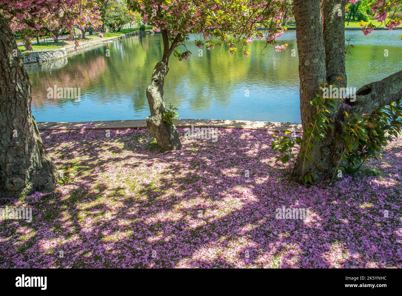 Cherry blossom petals in the park Stock Photo Alamy