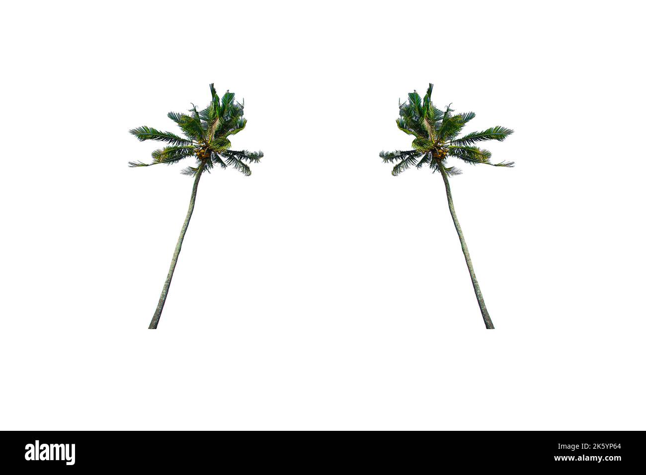 Coconut / Palm Tree isolated on white background Stock Photo Alamy