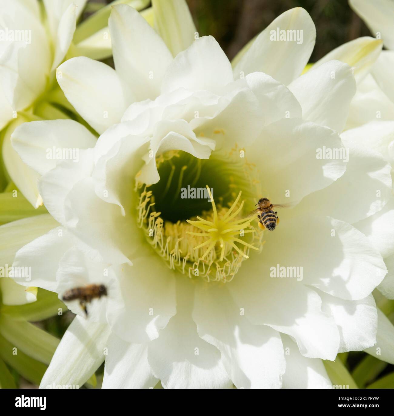 Australian Native Stingless Bees pollinating cactus flowers in northern