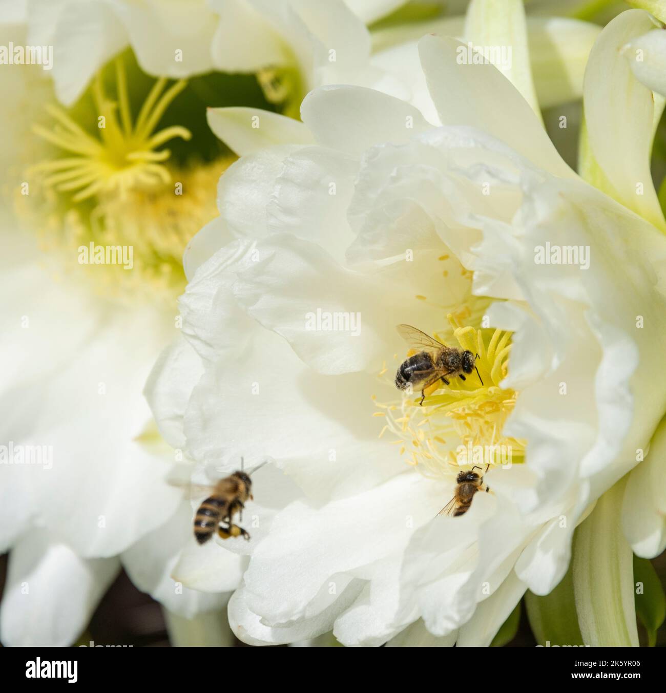 Australian Native Stingless Bees pollinating cactus flowers in northern