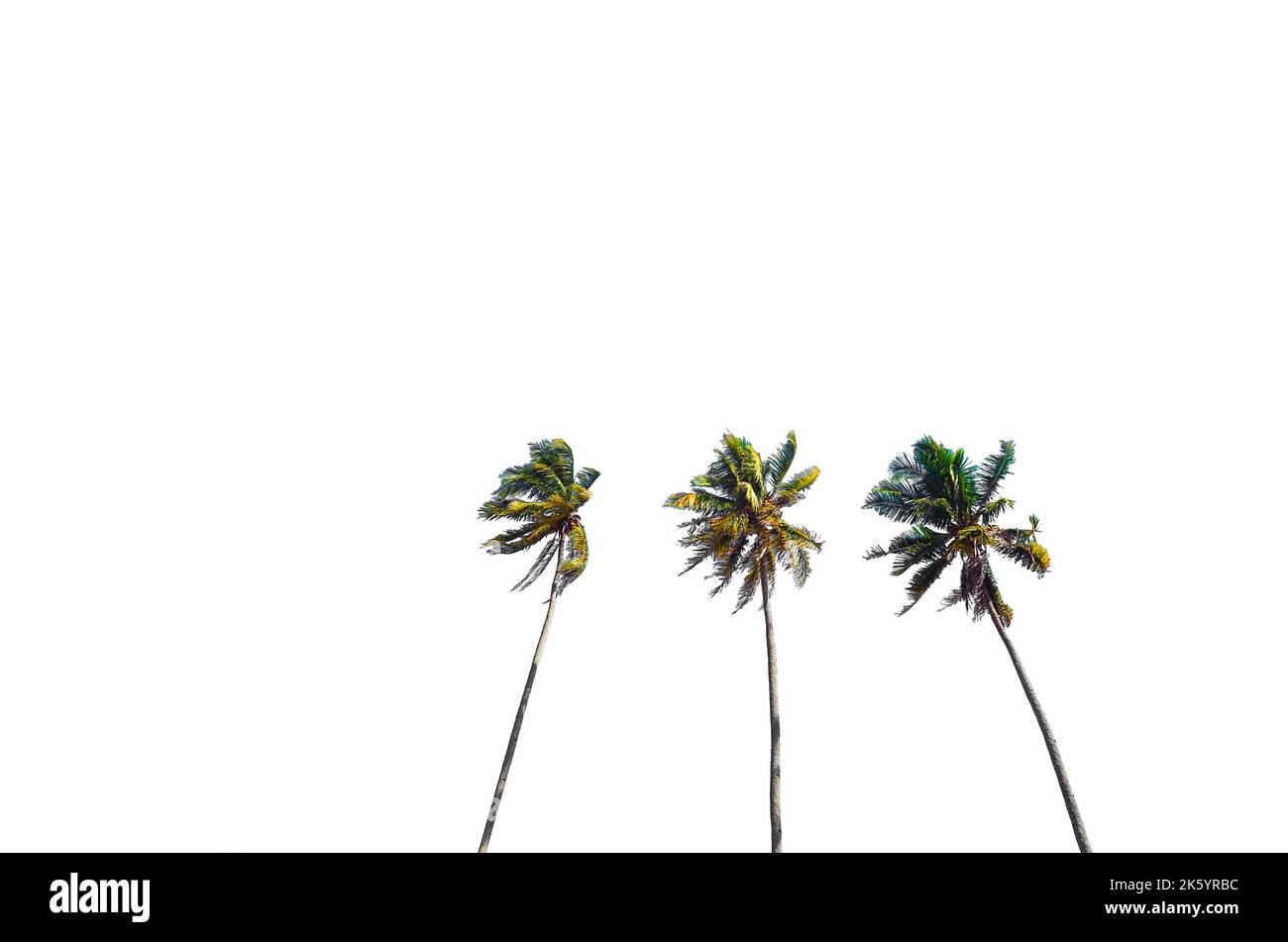 Coconut / Palm Tree isolated on white background Stock Photo Alamy