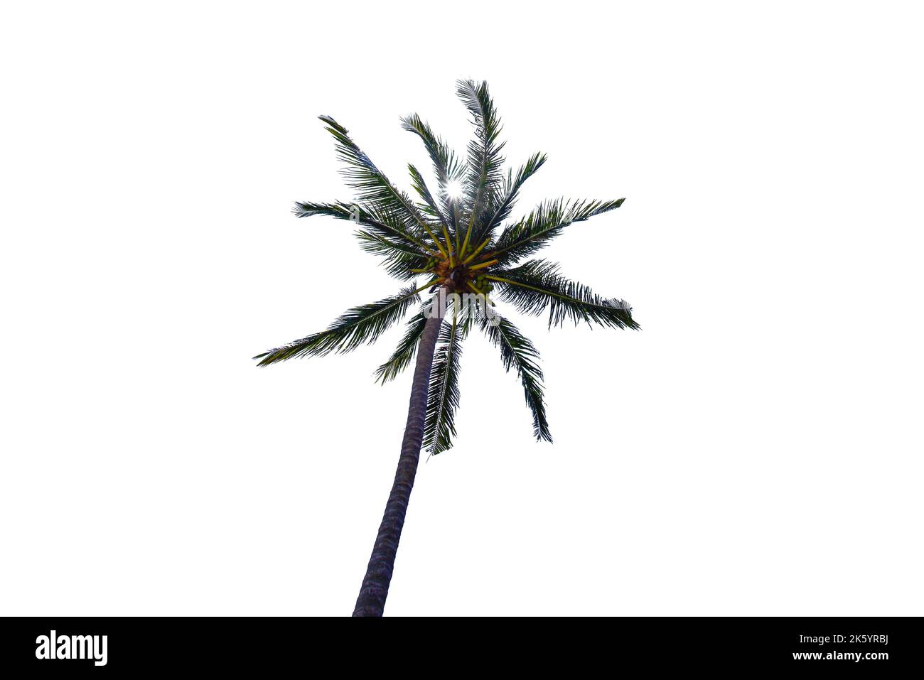 Coconut / Palm Tree isolated on white background Stock Photo - Alamy