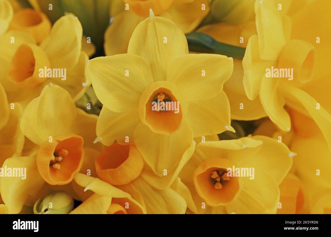 Jonquil bulb hires stock photography and images Alamy