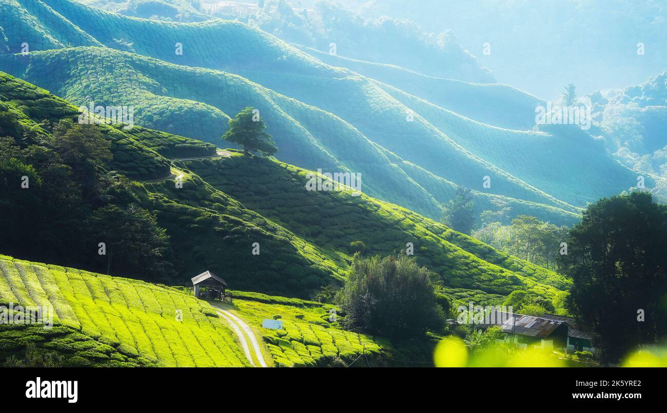 Aerial morning tea hi-res stock photography and images - Alamy